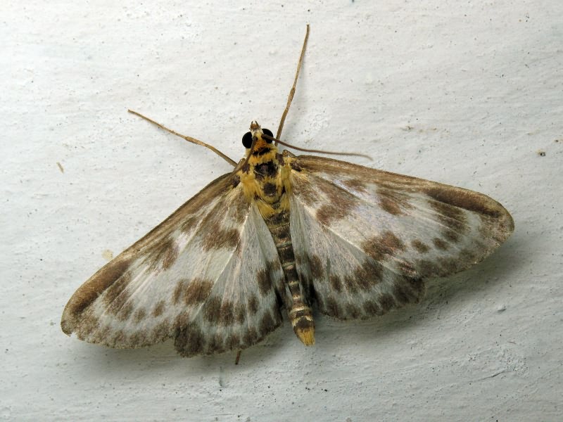 Eurrhypara hortulata (Linnaeus, 1758)